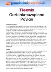 Gartenkreuzspinne - Pavian.pdf